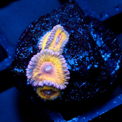 JC Pink Seam Zoanthid