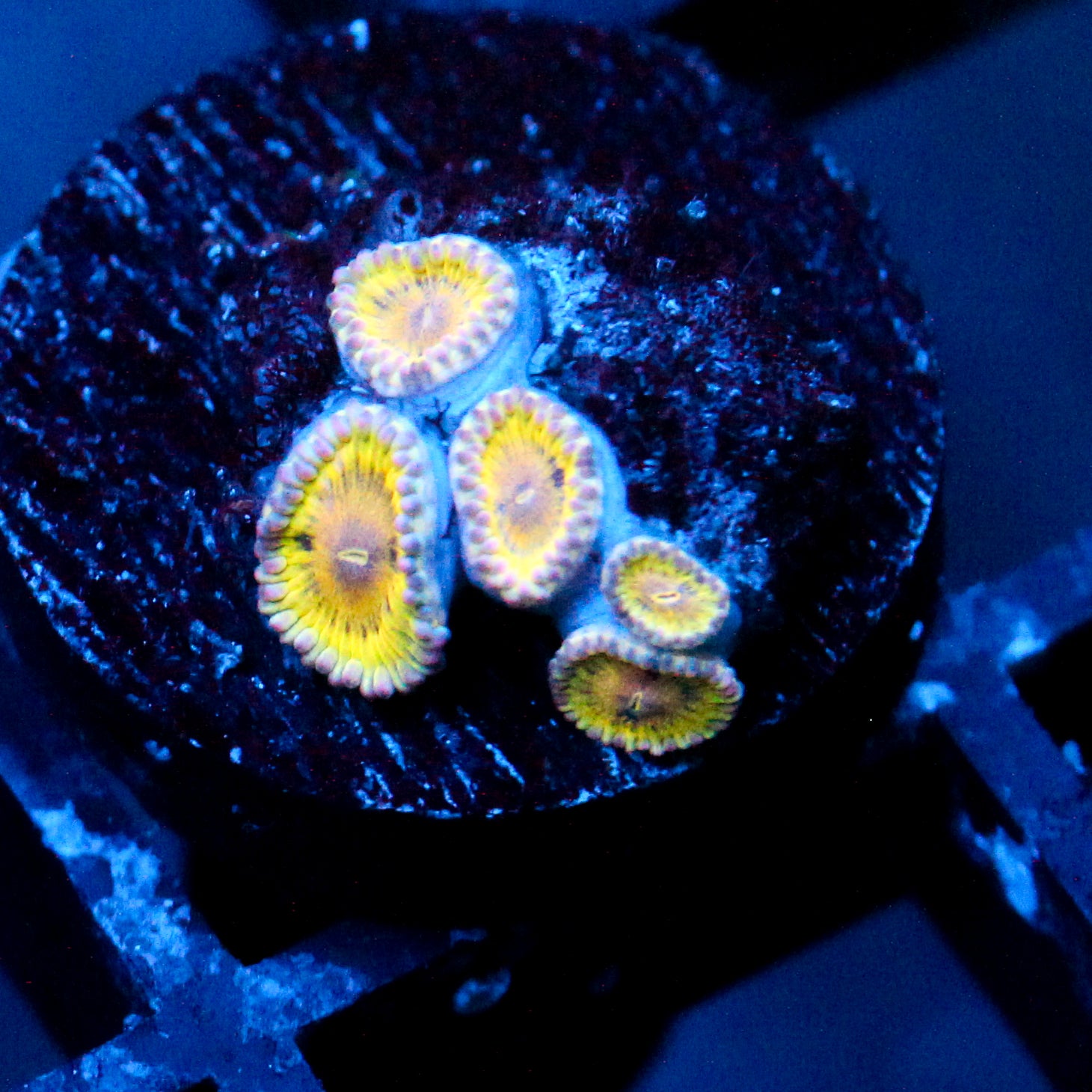 JC Stratocasters Zoanthid