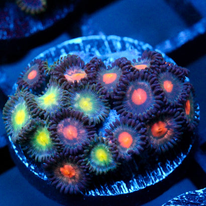 JC Heatrush Zoanthid Mix