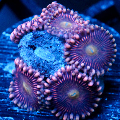 JC Purple Star Zoanthid