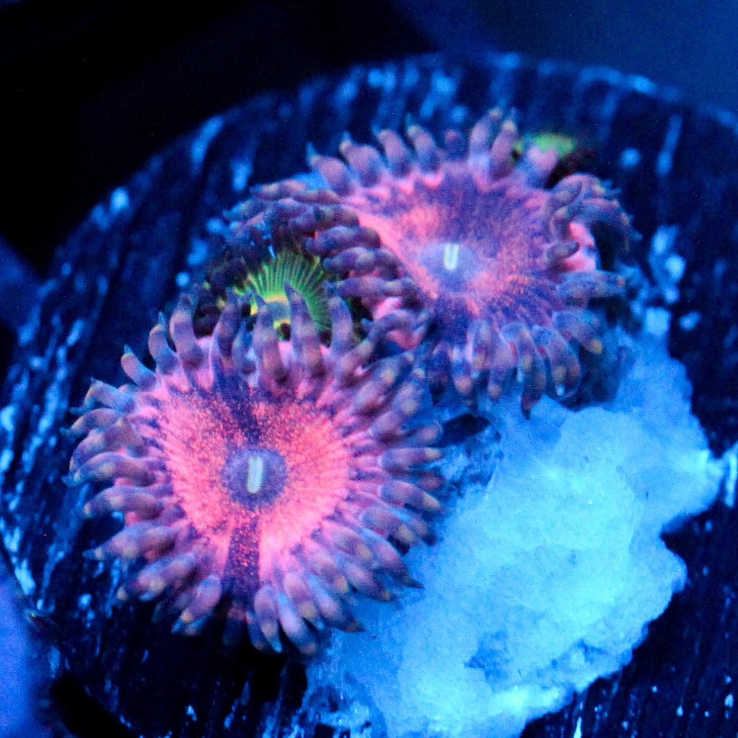 JC Pink Warp Zoanthid