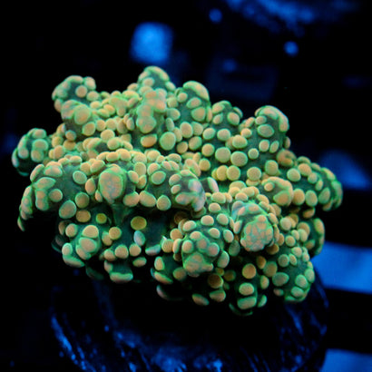 JC Orange cream Octo
