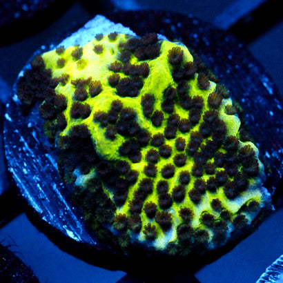 JC Montipora Confusa