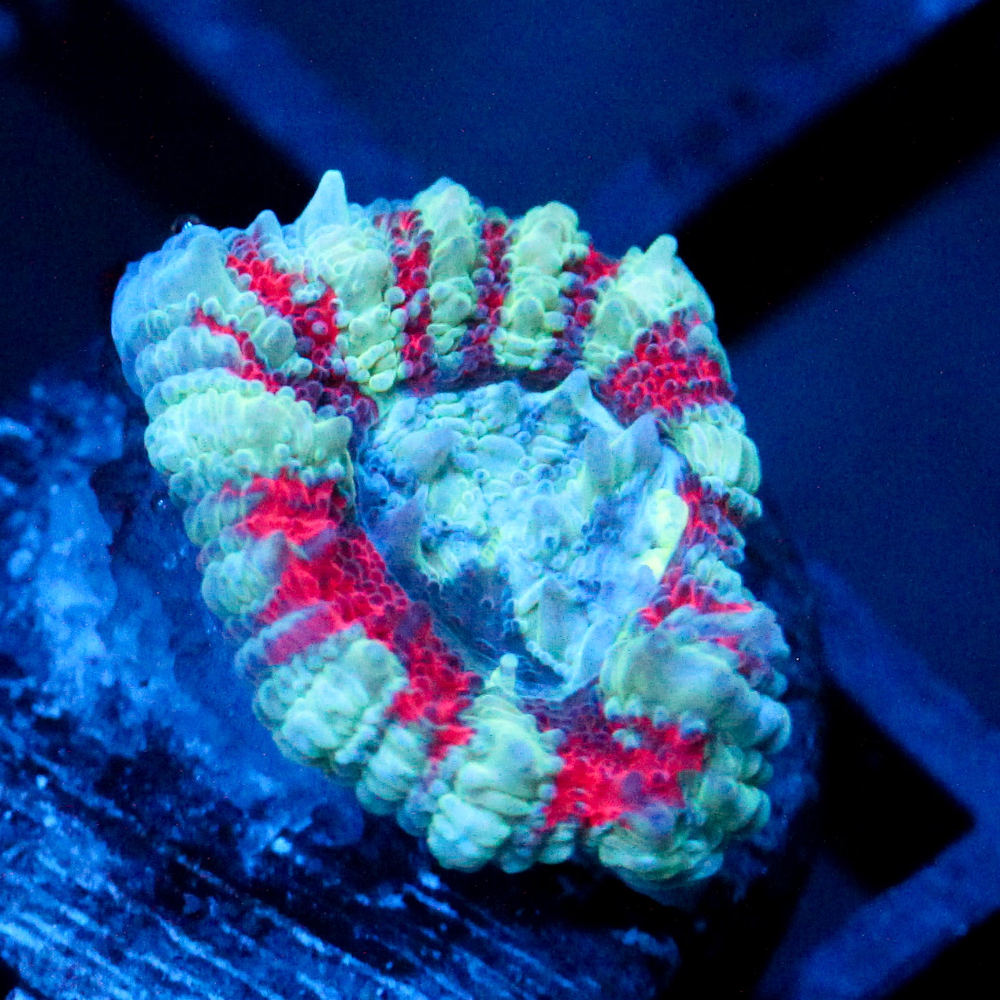 JC White Tiger Acan