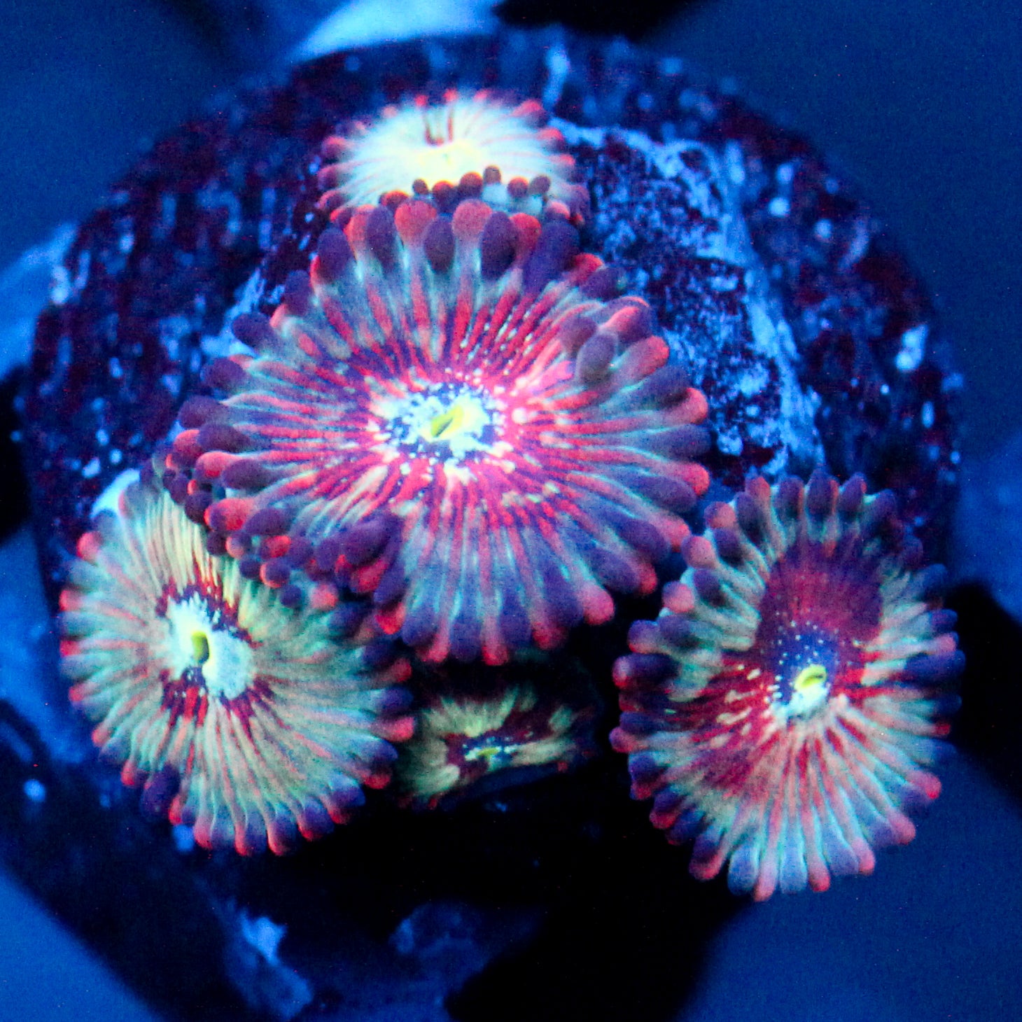 JC White Zombies Zoanthid