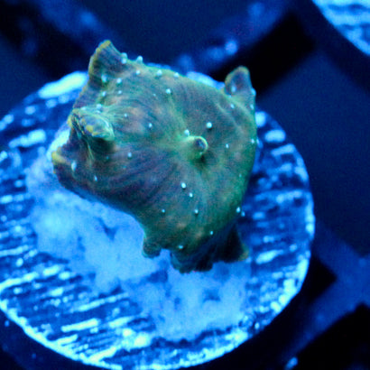 JC Blue Dots Discosoma