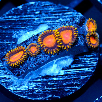 TSA Florida Orange Zoanthid