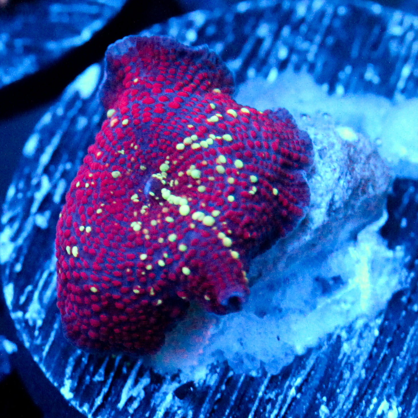 JC Interstellar Discosoma