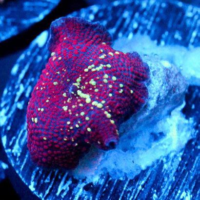 JC Interstellar Discosoma