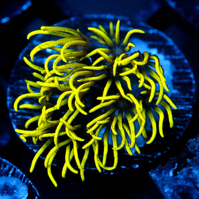JC Lime Wire Gsp