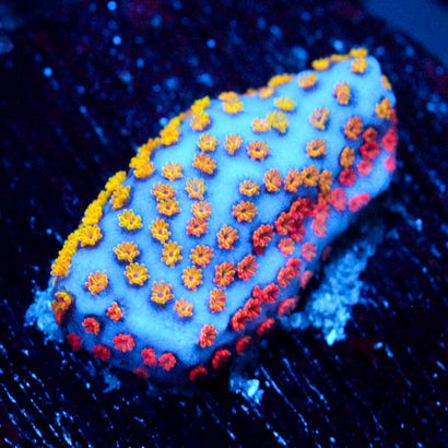 JC Rainbow Montipora