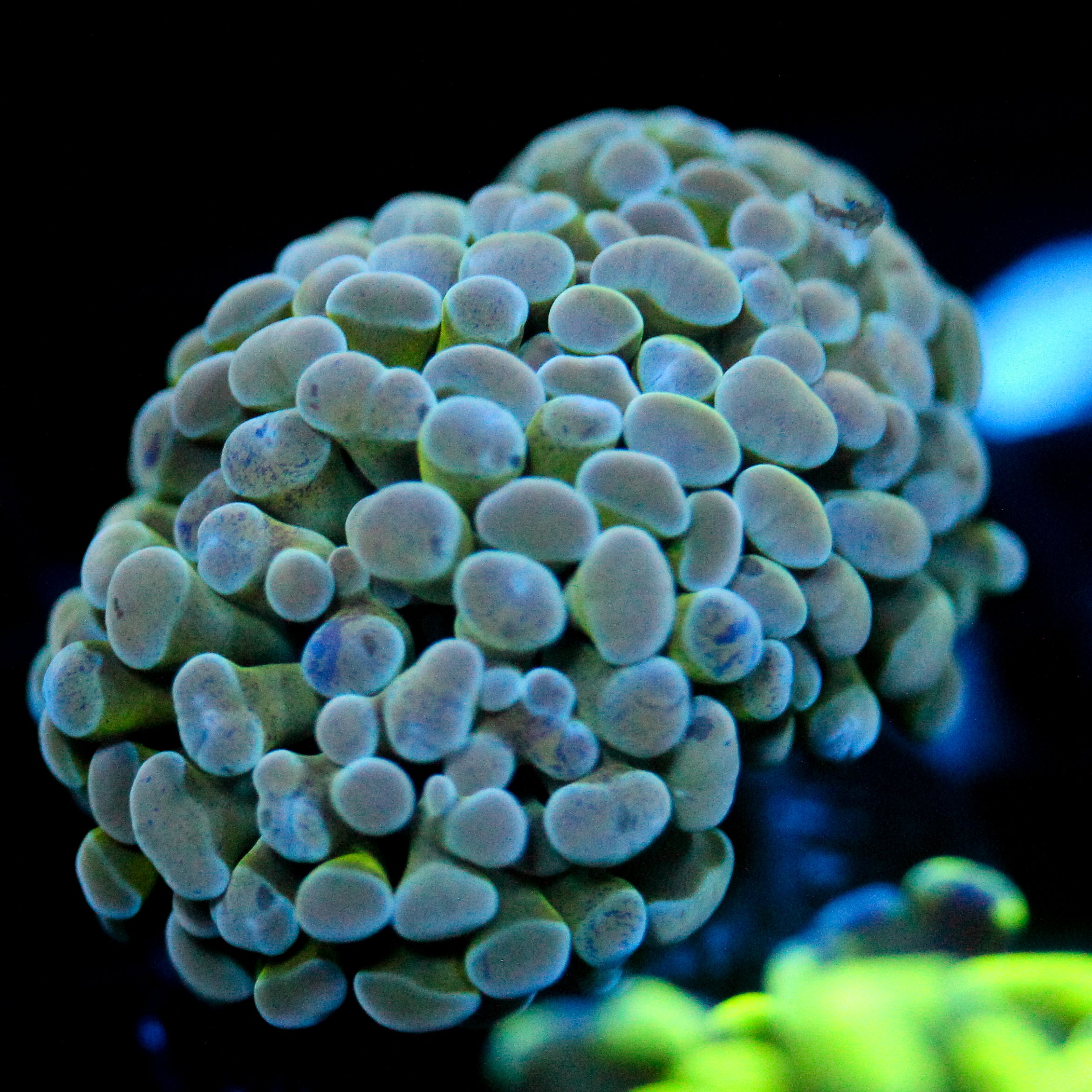 JC Glowstone Frammer (Last one)