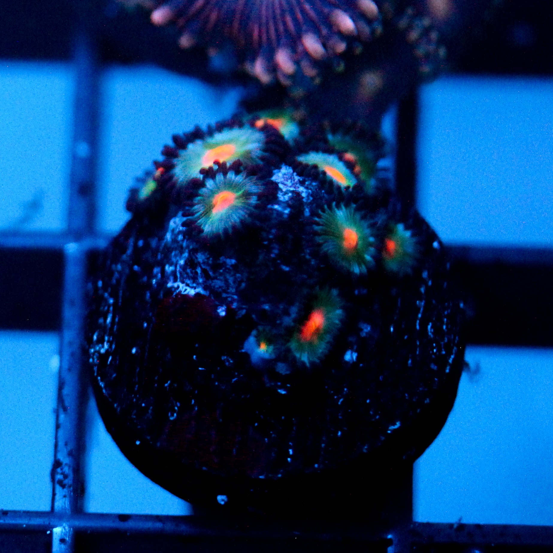 JC Blue Raven Zoanthid