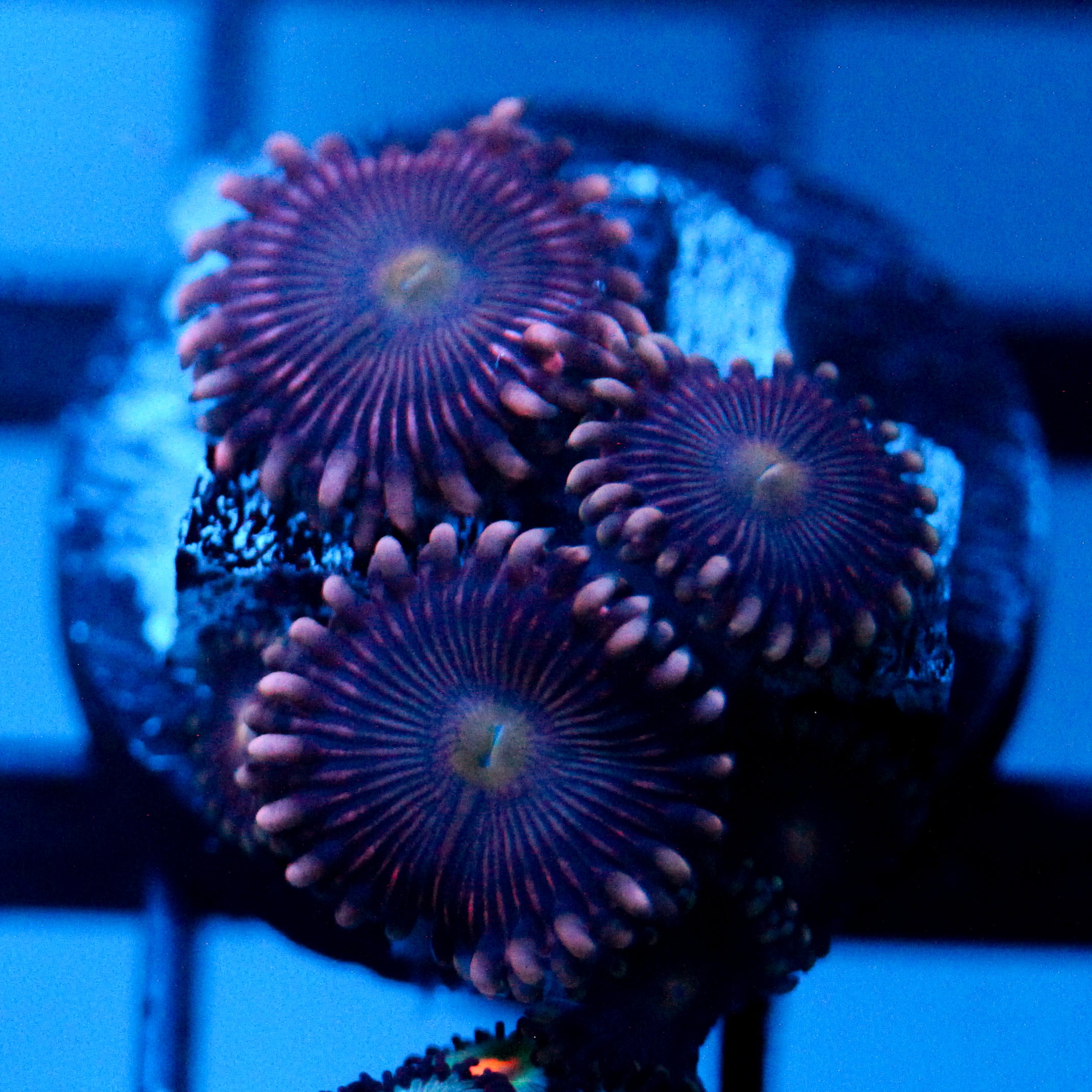 JC Purple Star Zoanthid