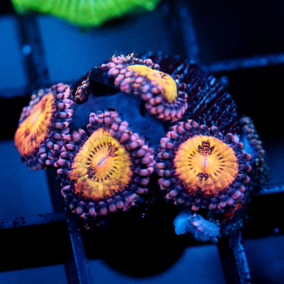 JC Speckled Kraze Zoanthid