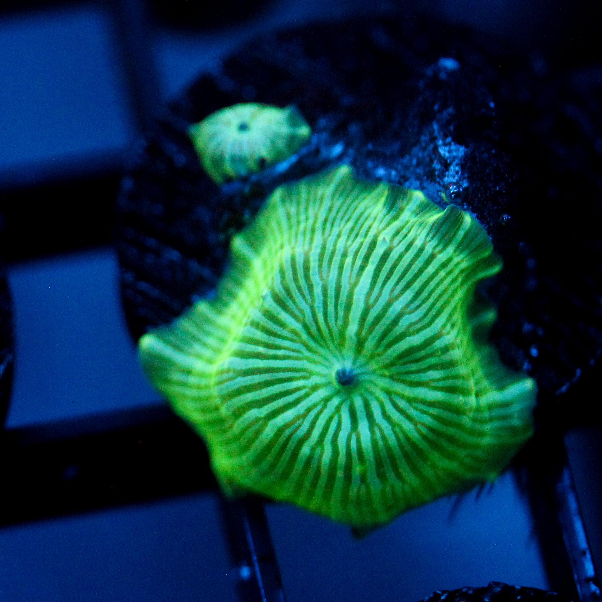 JC Double Trouble Watermelon Rind Discosoma