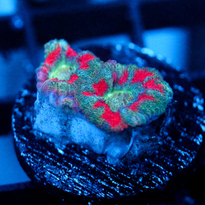 JC Teal Tiger Acan
