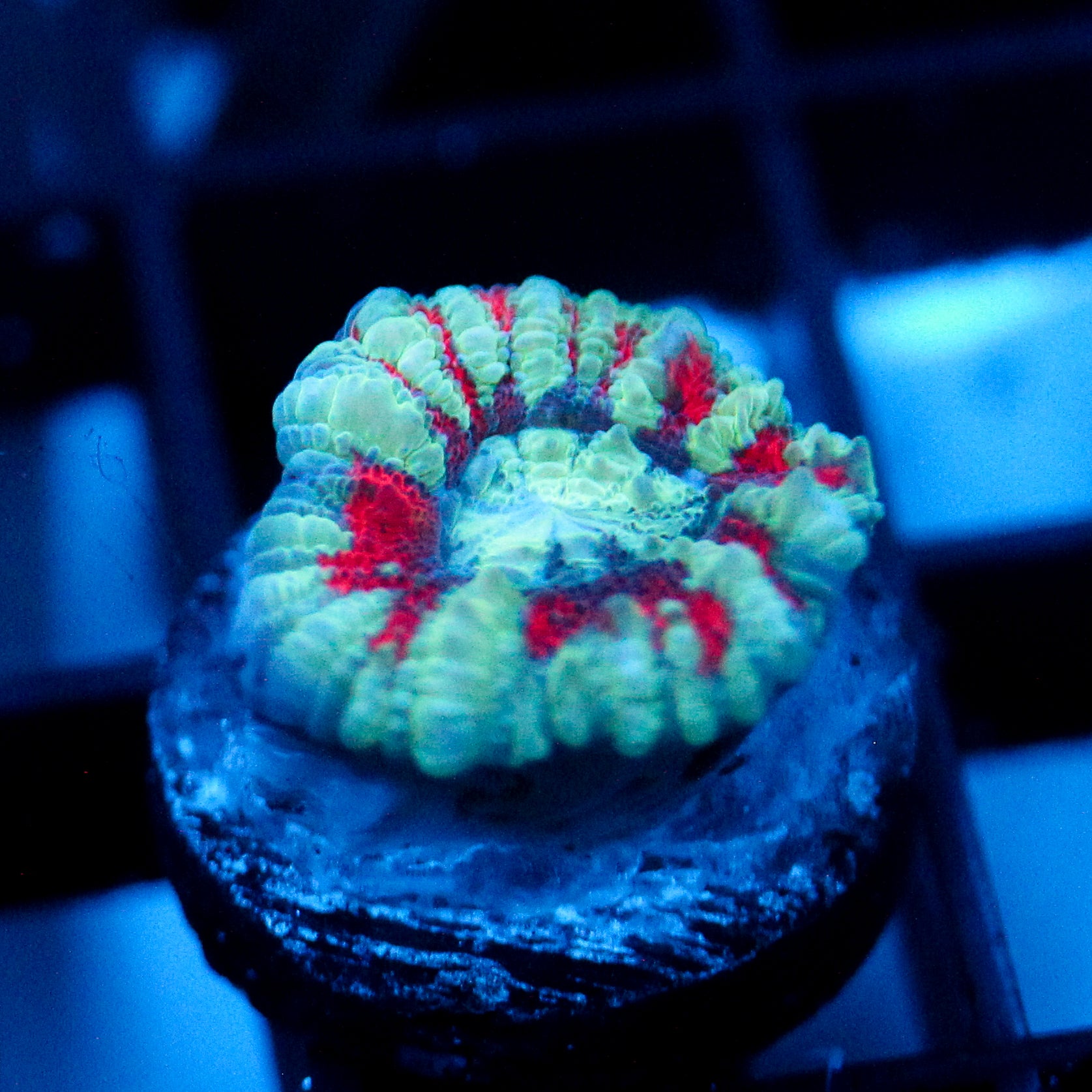 JC Blue Tiger Acan