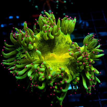 Biota Julian Sprung Elegance Coral