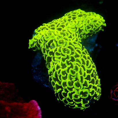 JC Neon Green Splatter Wall Hammer