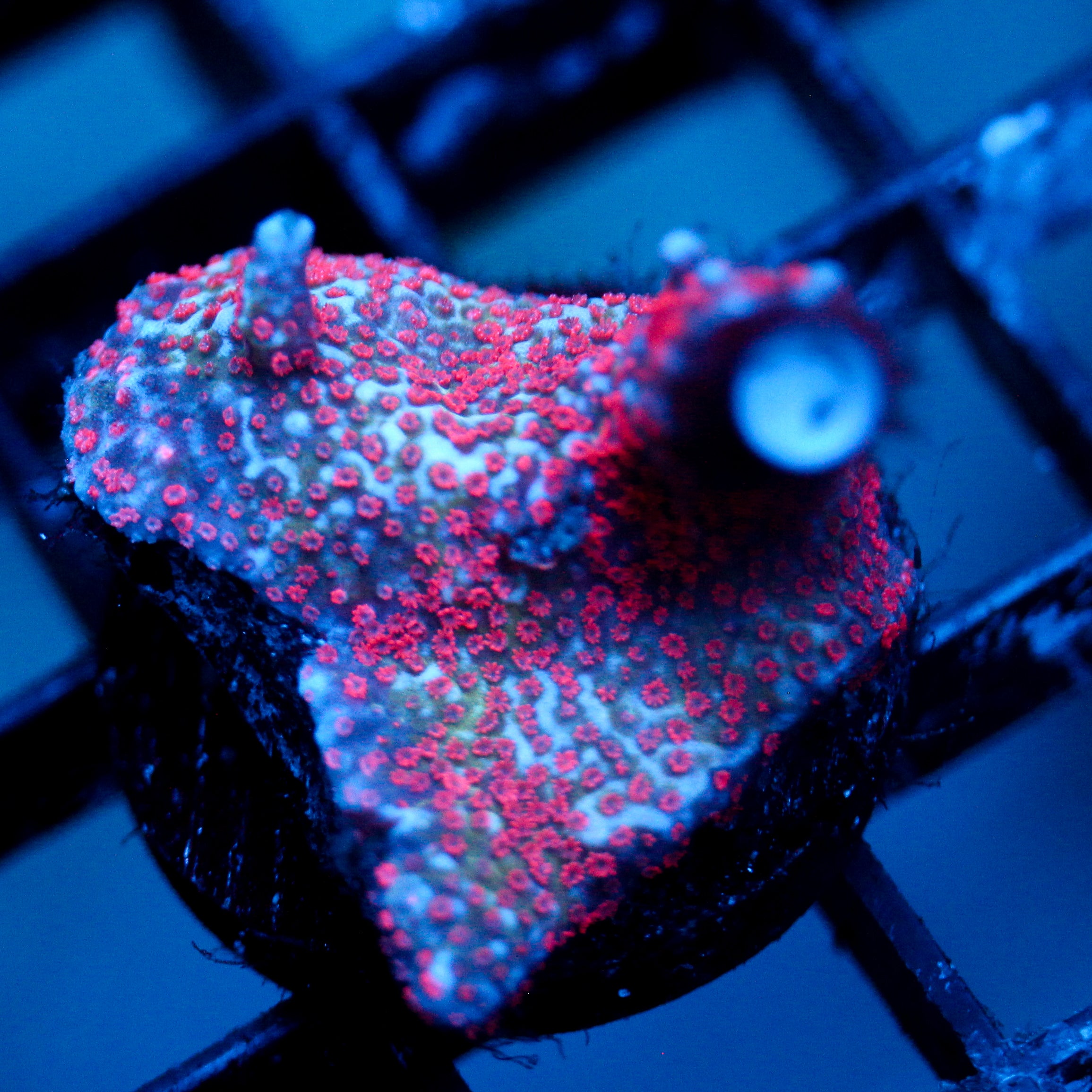 JC Blazing Digi Monti