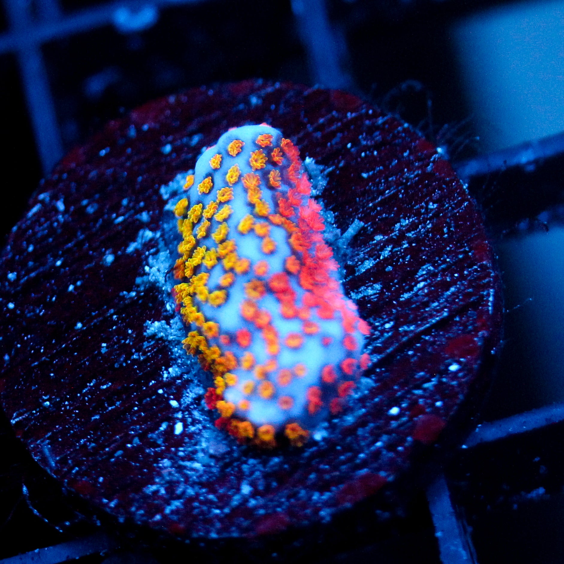 JC Rainbow Montipora