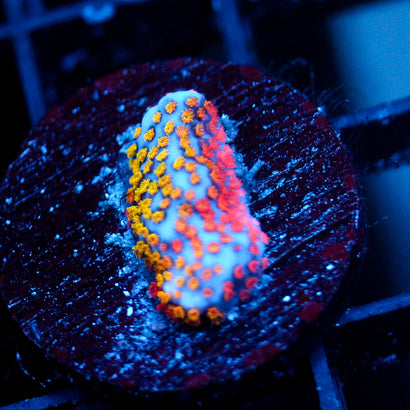 JC Rainbow Montipora