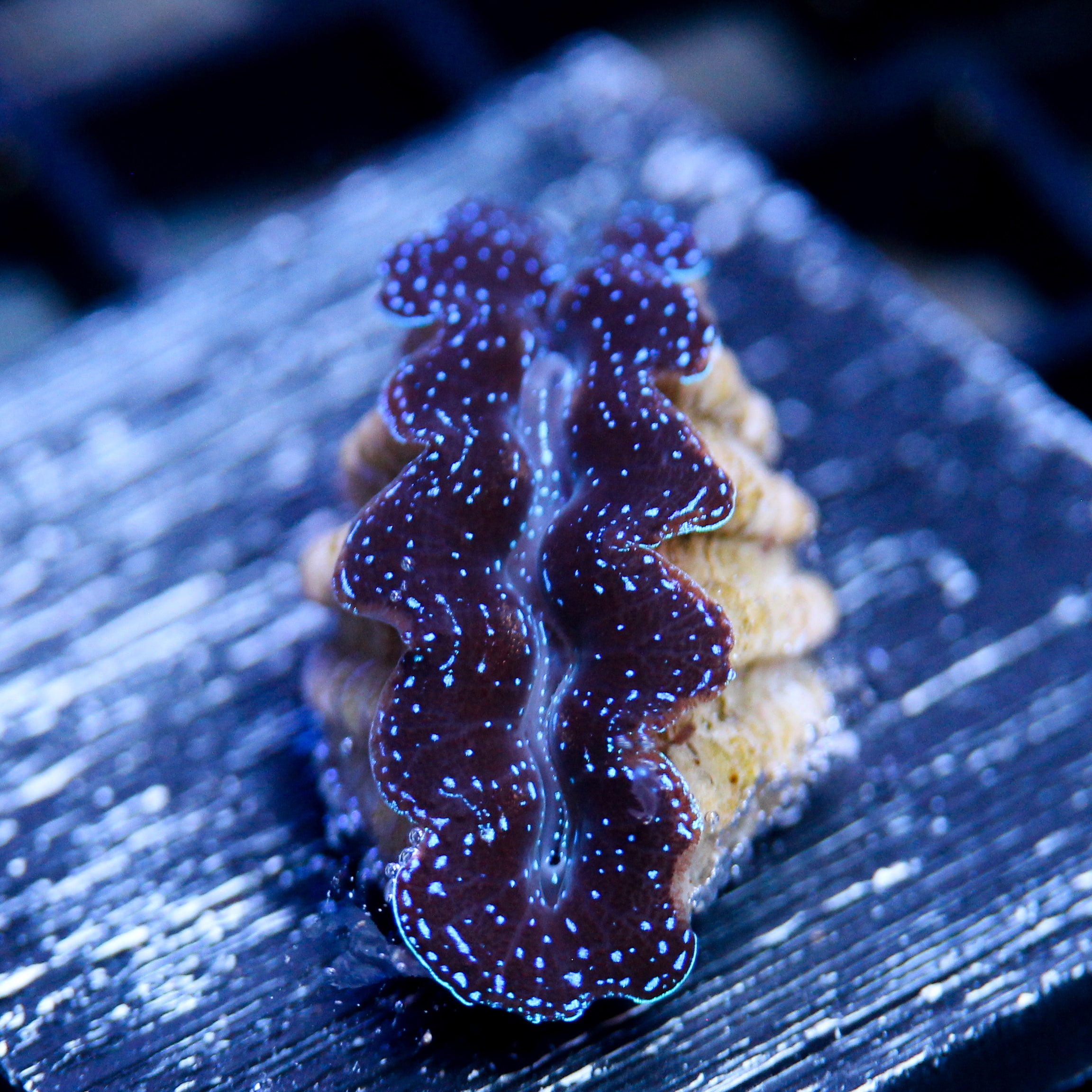 Biota Starlight Crocea