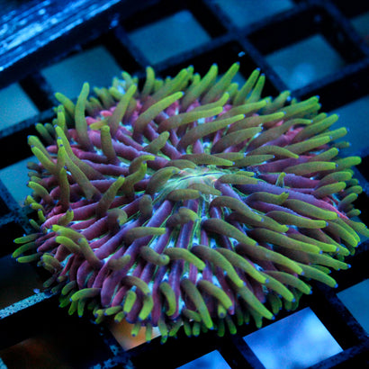JC Ultra Violet Plate Coral 1.5"+