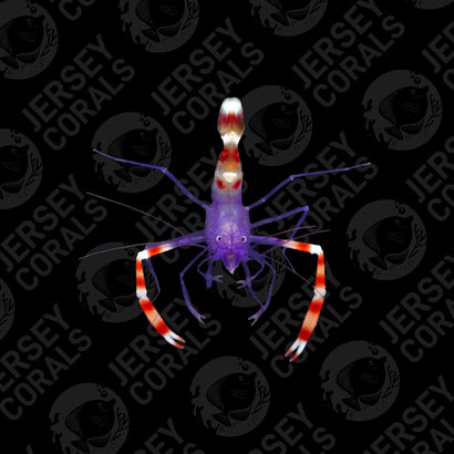 JC Blue Coral Banded Shrimp