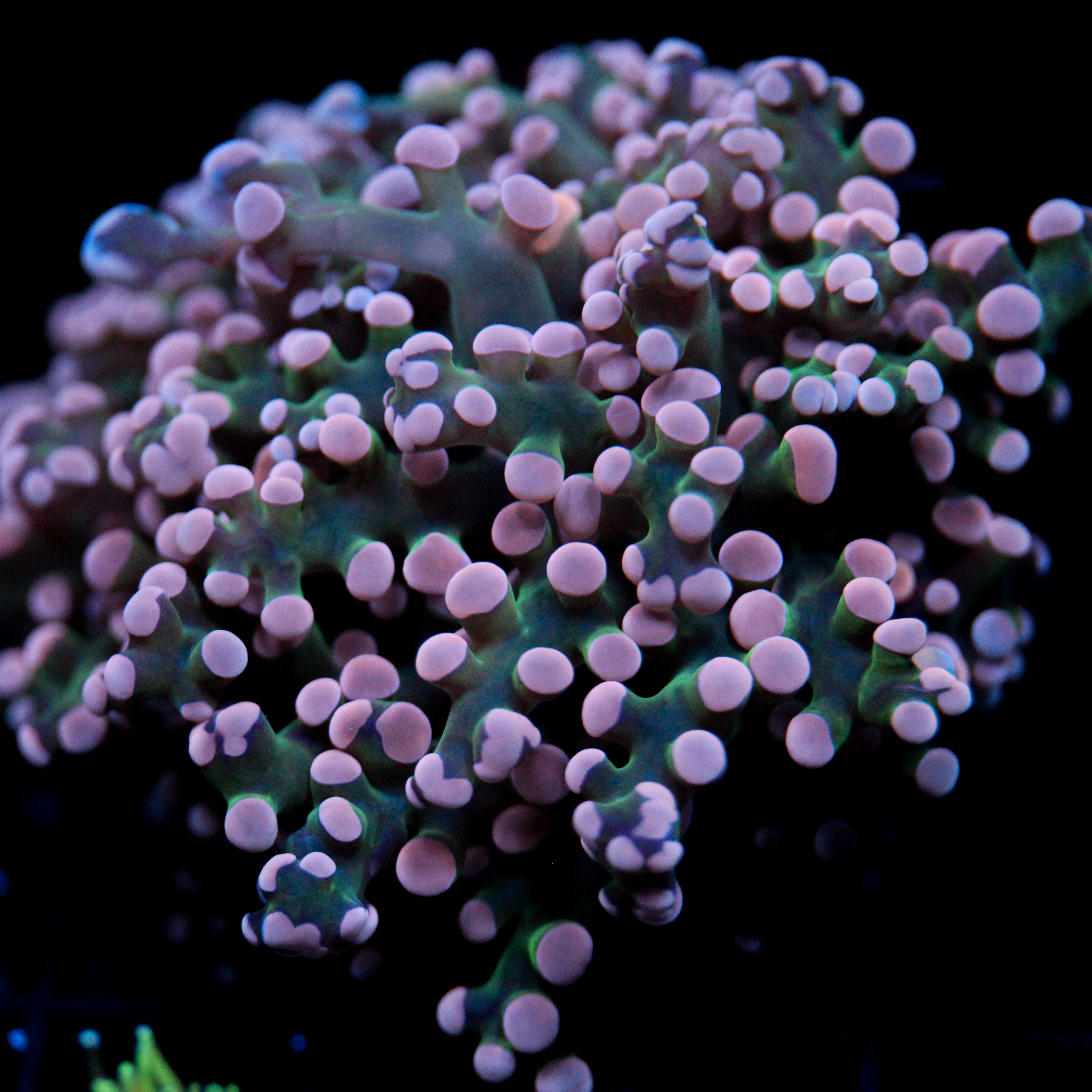JC Pink Tip Octo