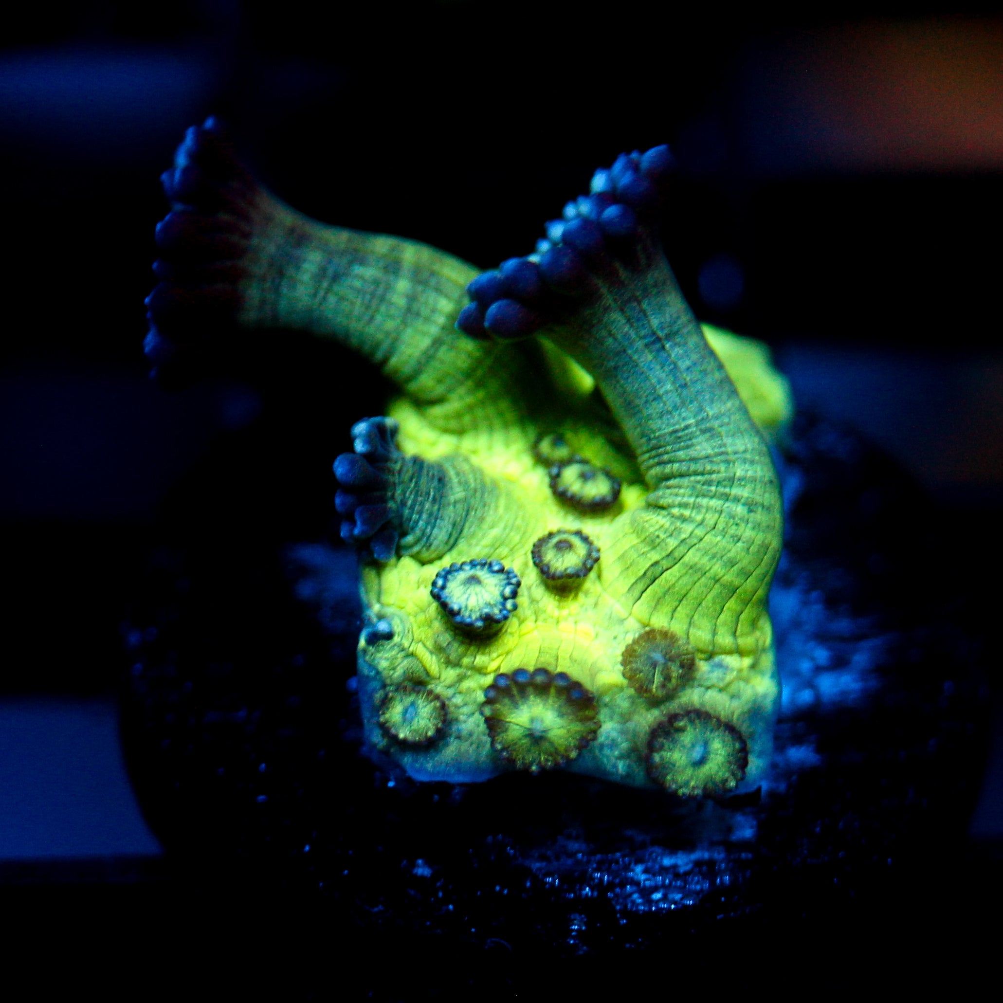 JC Peacock Goni