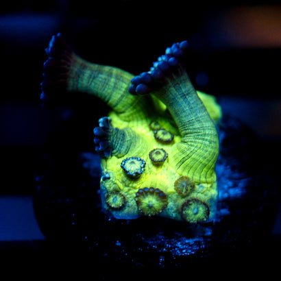 JC Peacock Goni