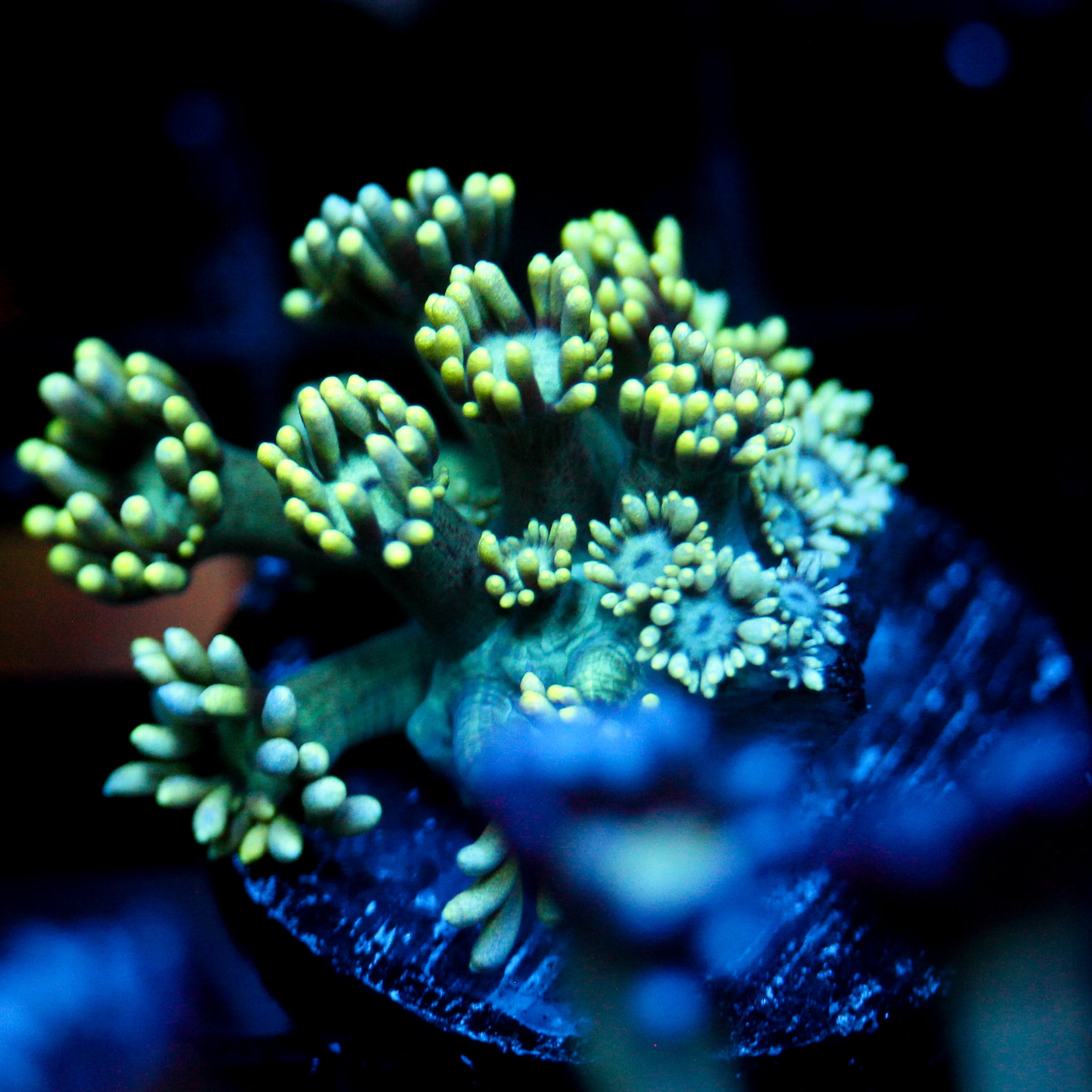 JC Sea Grapes Goni