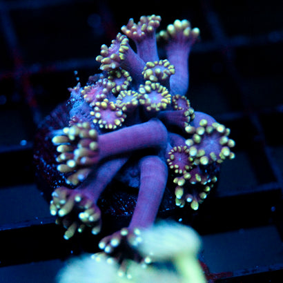 JC Tentacool Goni