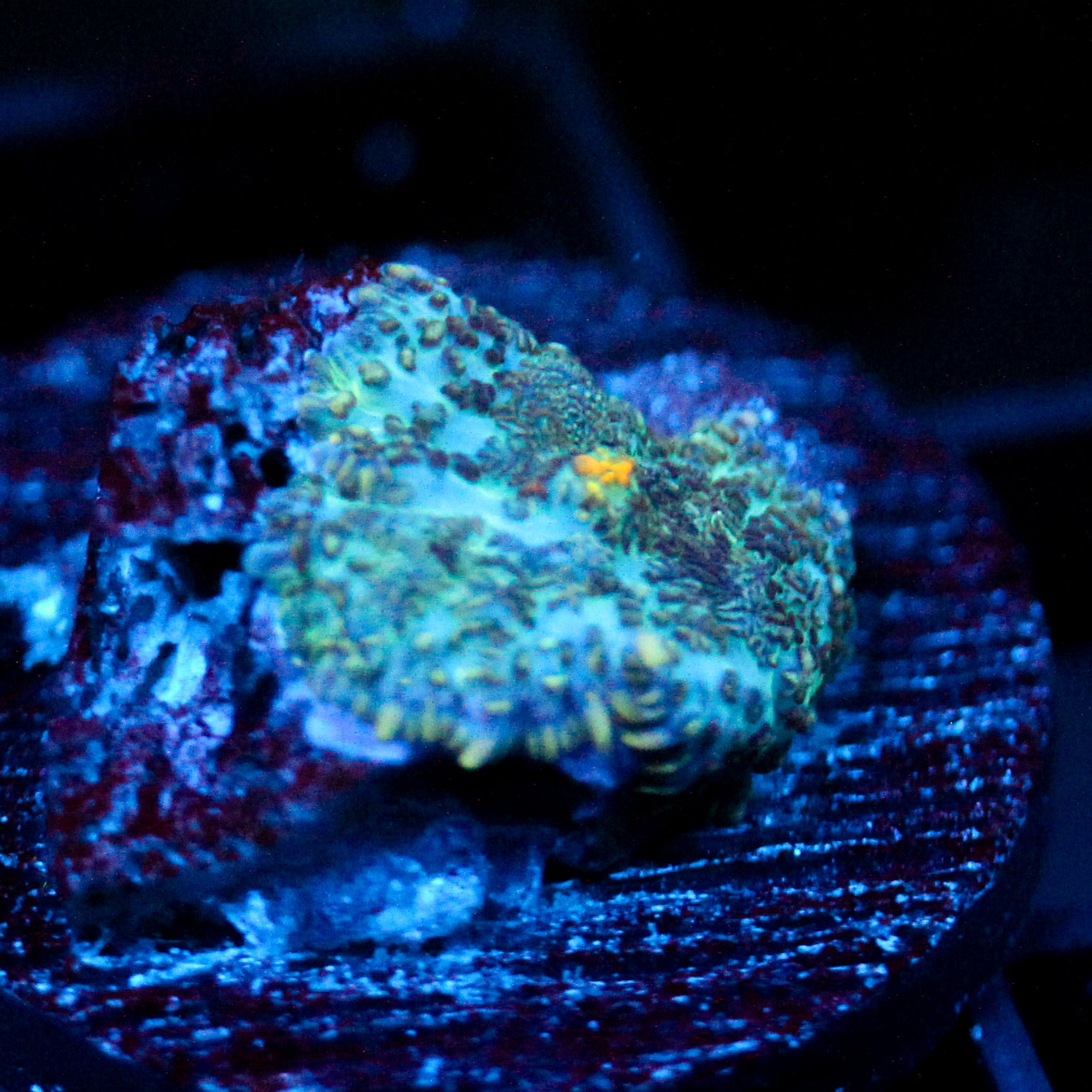 JC Cushion Rhodactis
