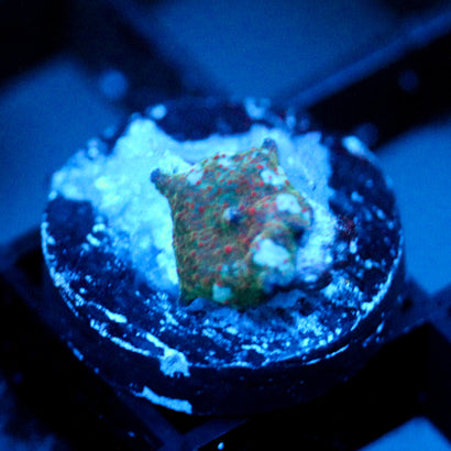 JC Nova Discosoma