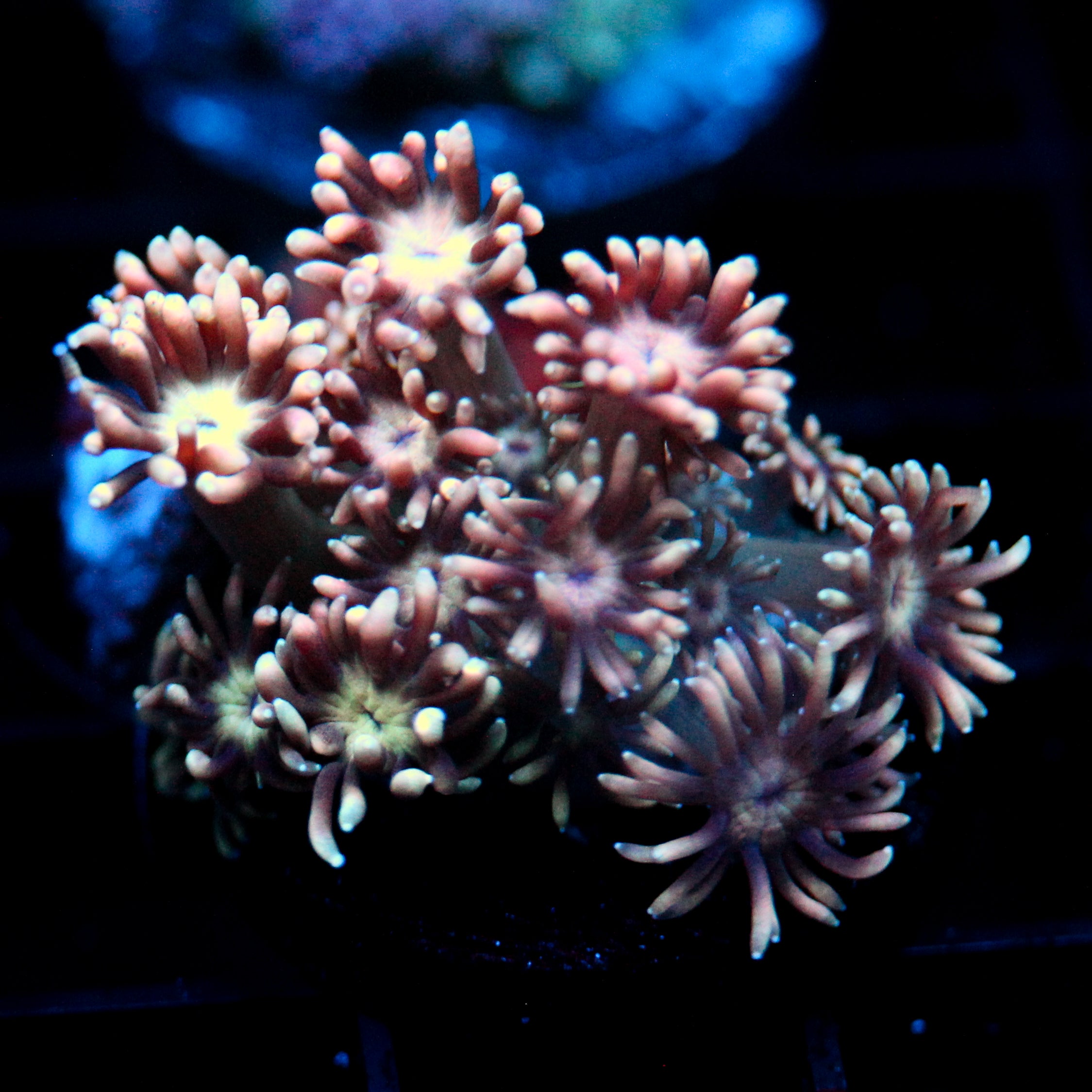 JC Peachy Petals (1/1 re-list)