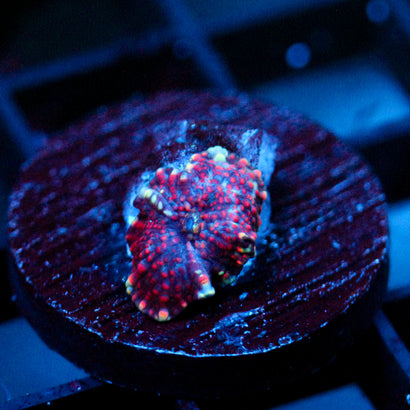 JC Interstellar Discosoma