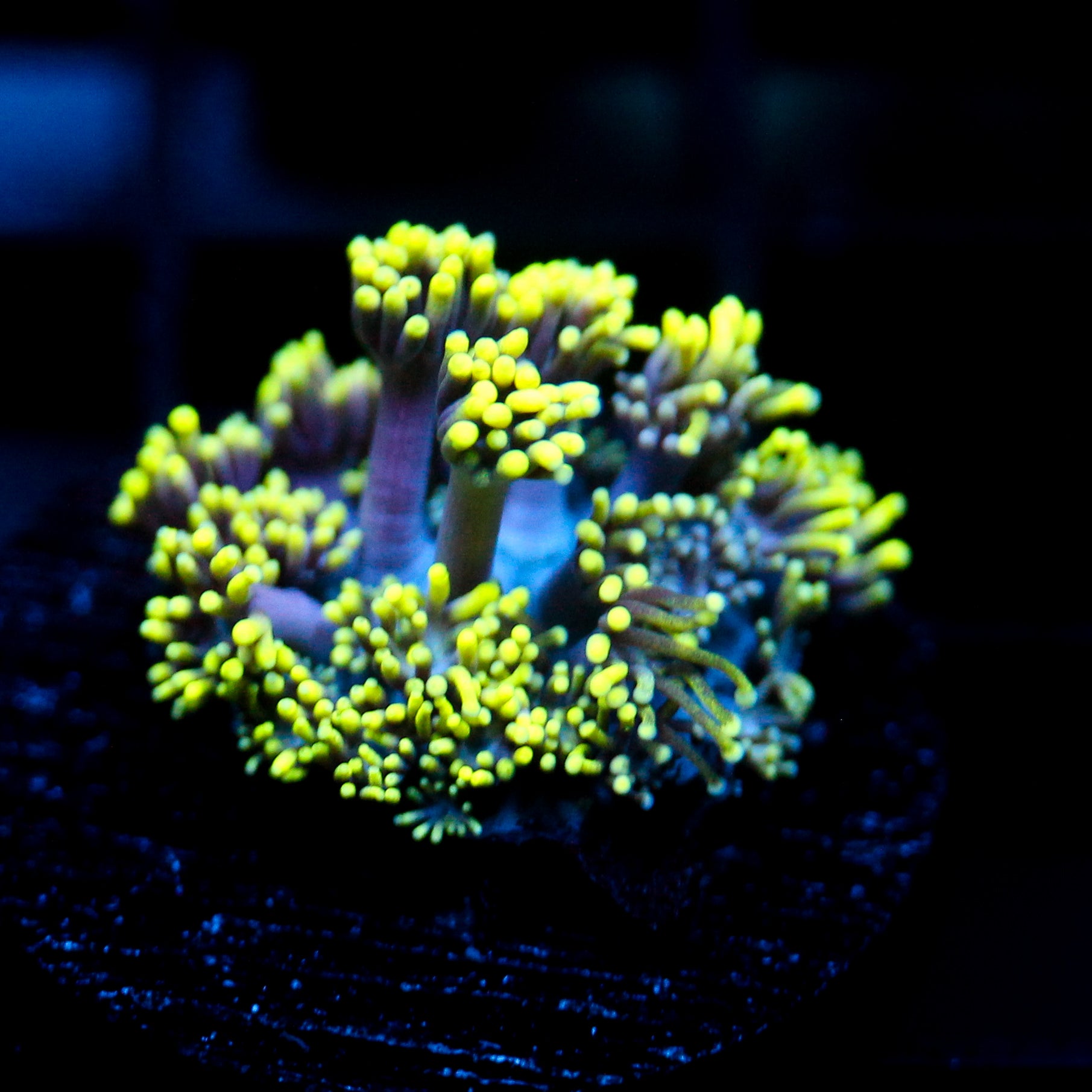 JC Ultraviolet Goni (1/1 re-list)