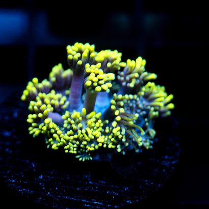 JC Ultraviolet Goni (1/1 re-list)