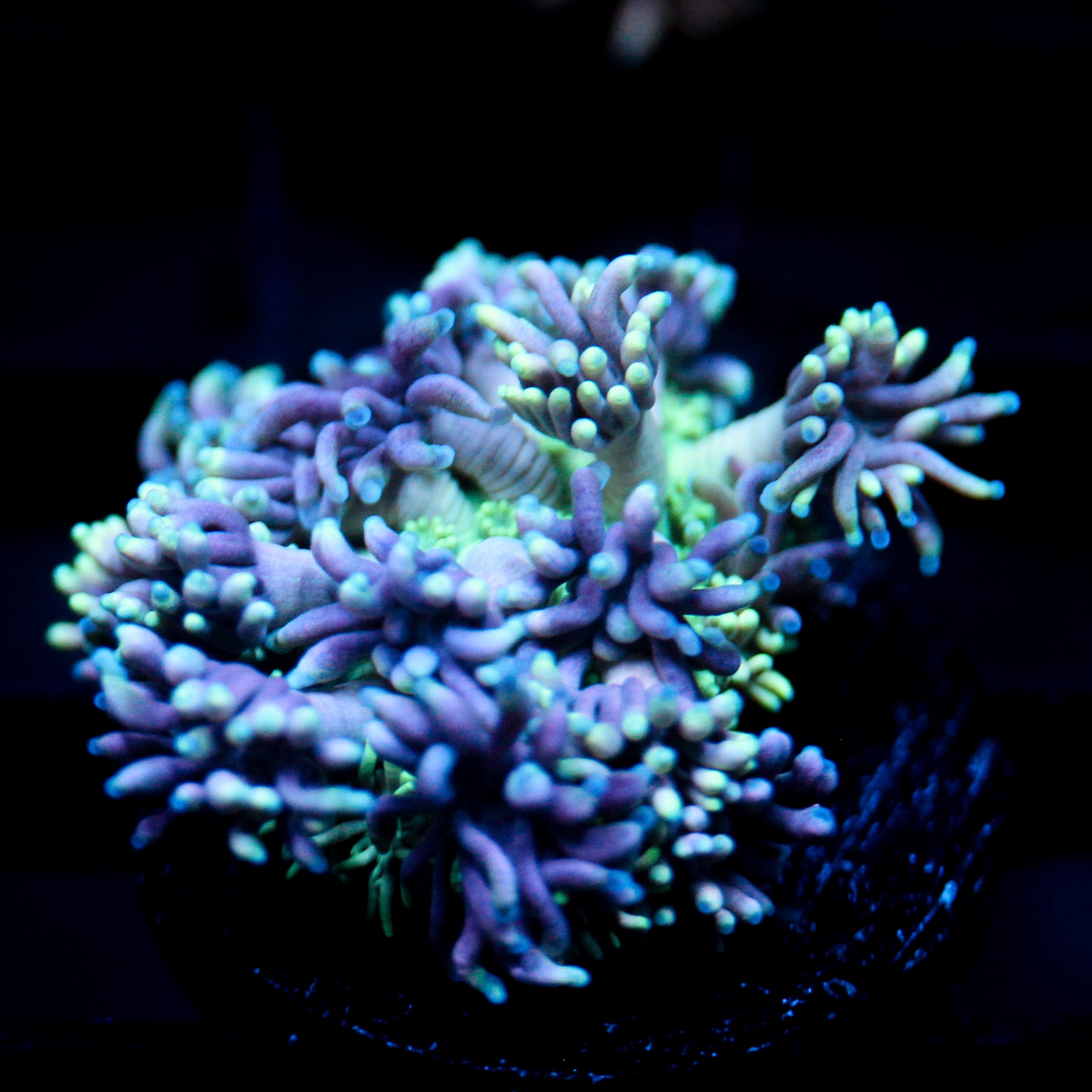 JC Electric Petals Goni