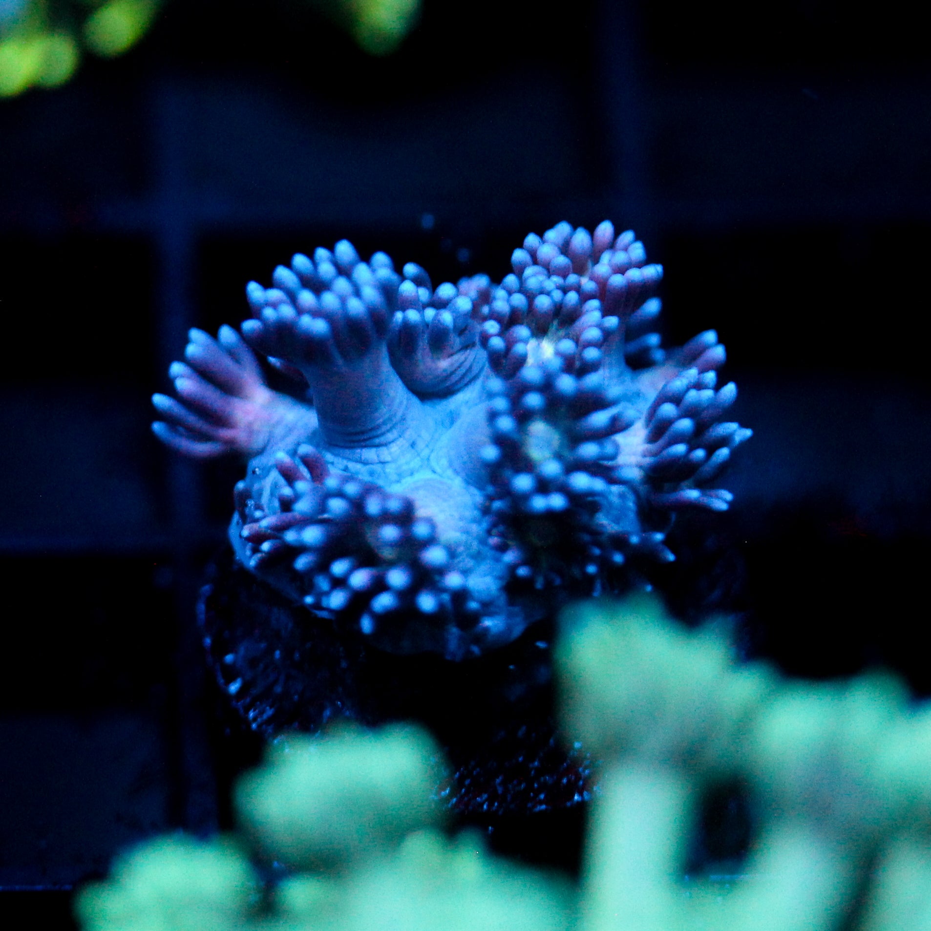 JC Blue Berries Goni