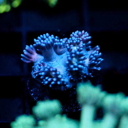 JC Blue Berries Goni