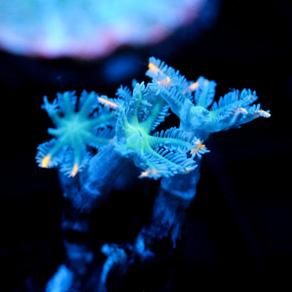 JC Orange Tip Clove Polyp