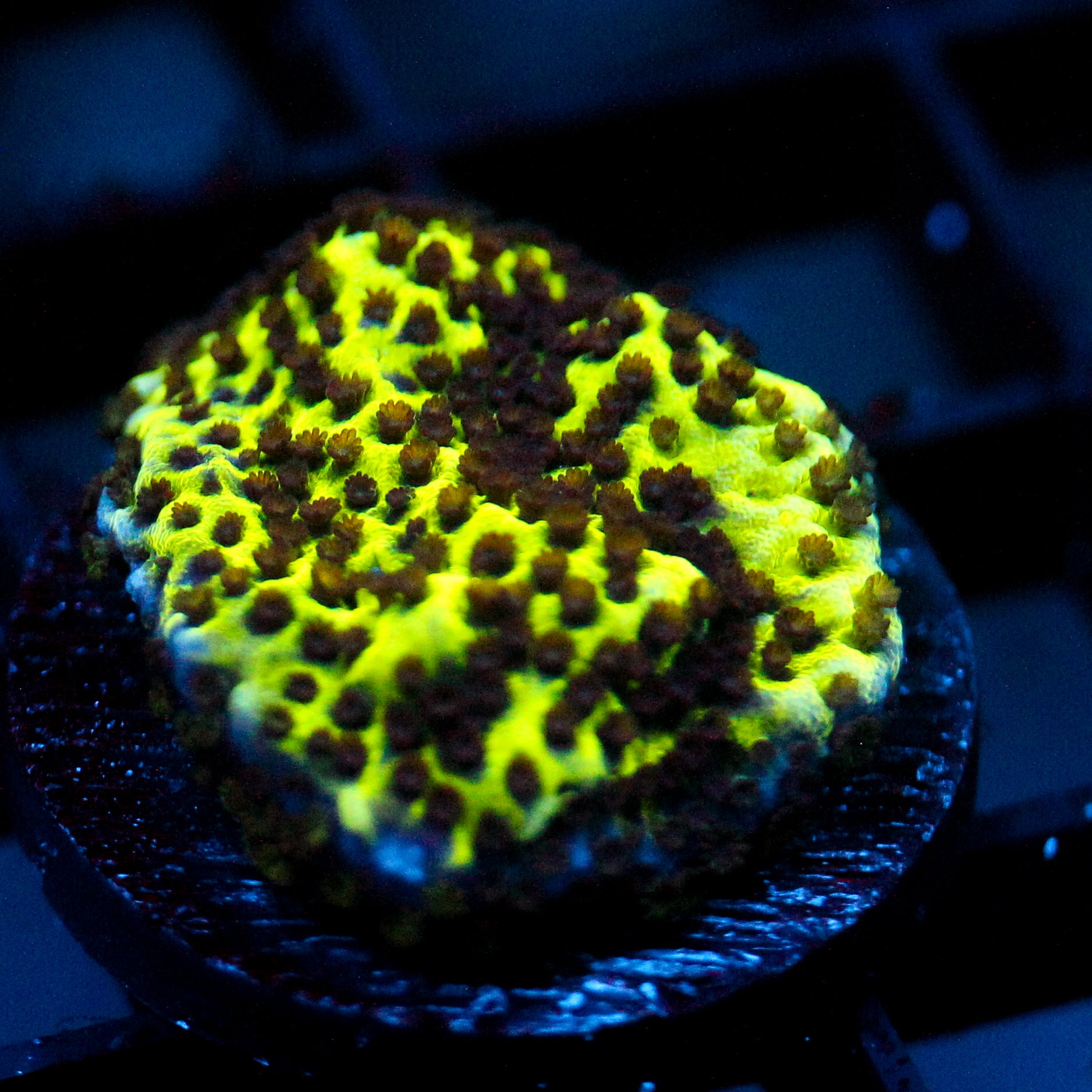 JC Montipora Confusa