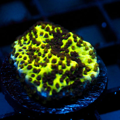 JC Montipora Confusa