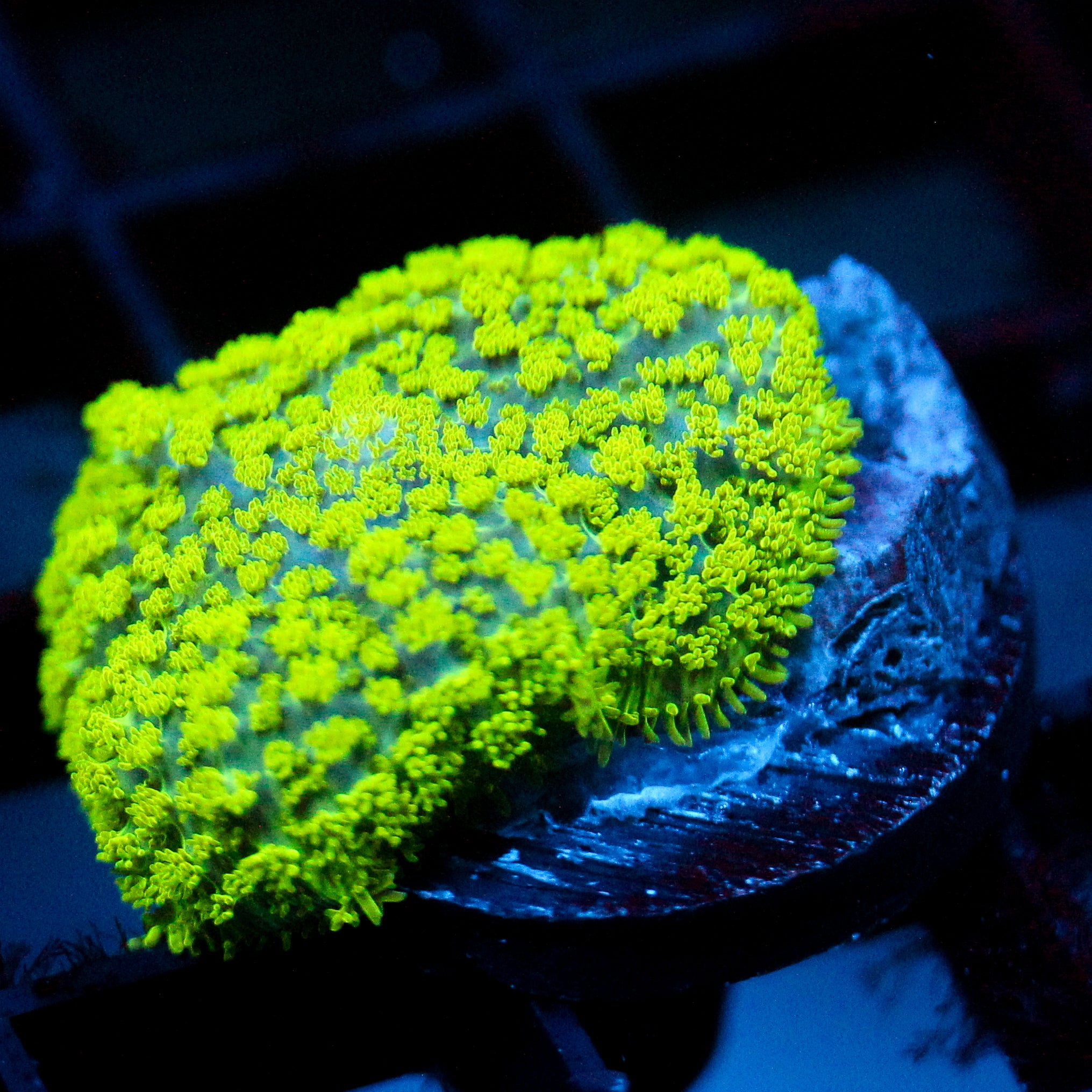 JC Neon Green Rhodactis