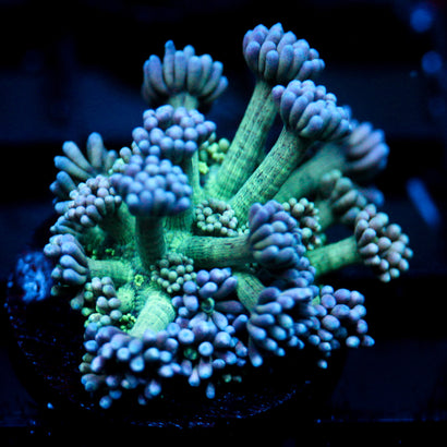 JC Tortoise Goni
