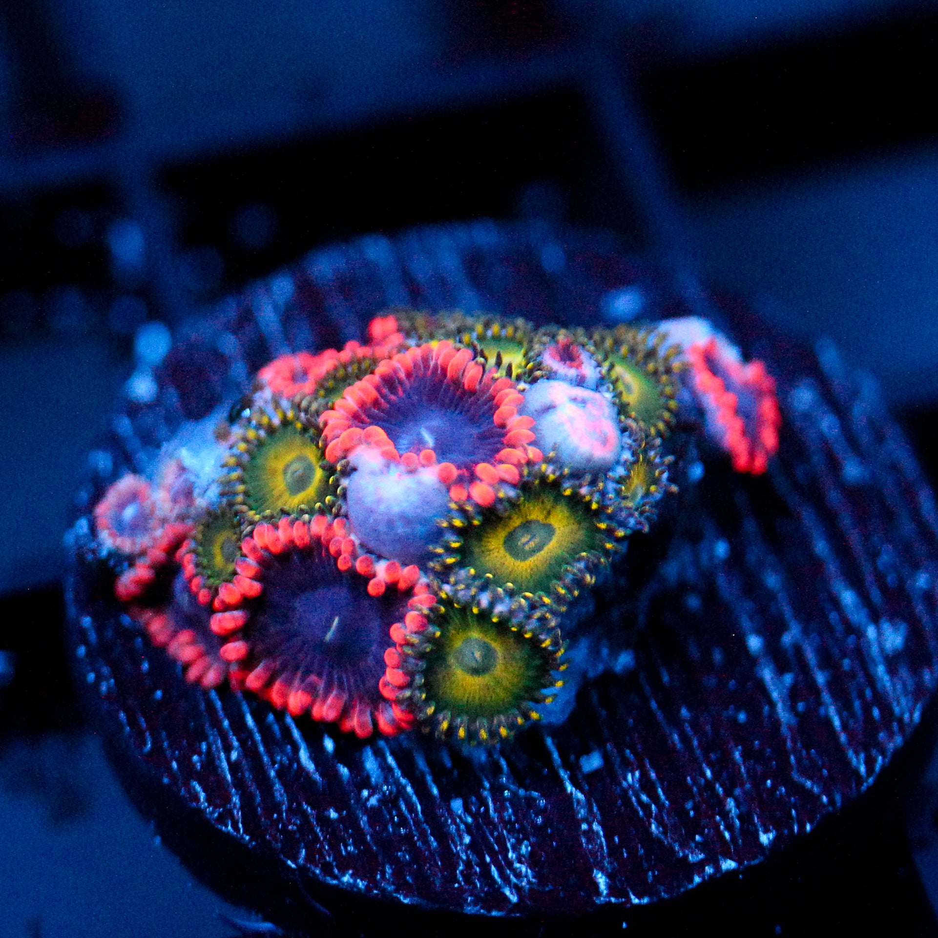 JC Typhloshion Zoanthid Mix